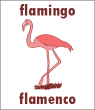 Flamingo Flashcard - Spanish Animals flamenco