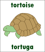 Tortoise Flashcard - Spanish Animals Tortuga